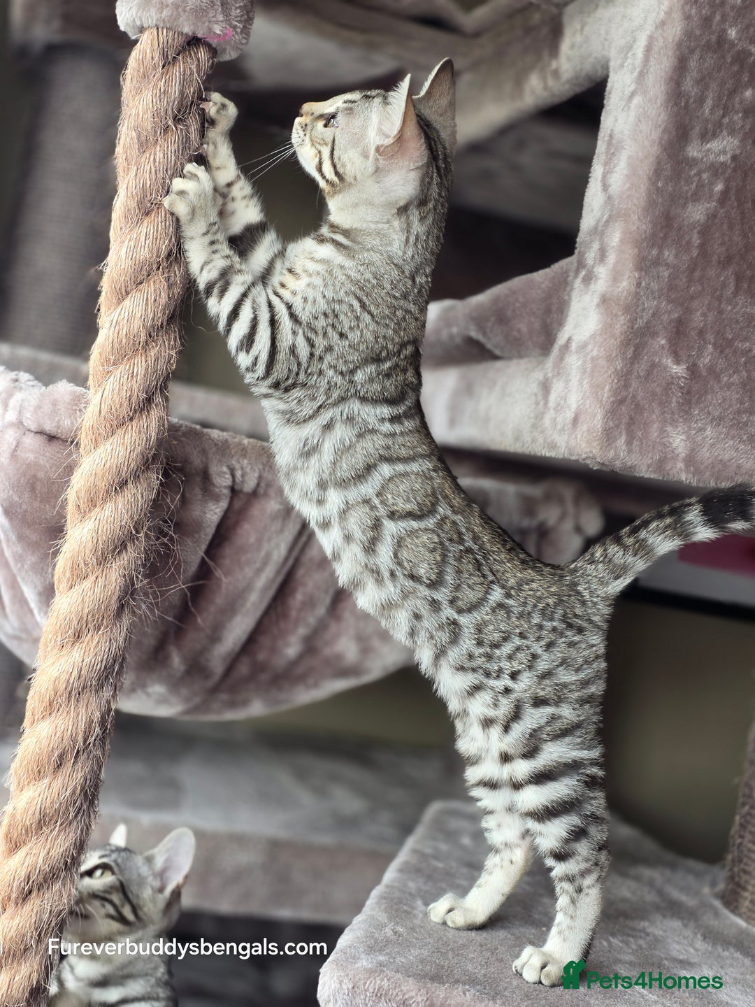 Bengal cats for sale: Bengal Kitten 2 - Outstanding Silver Rosetted Tica Bengal Kittens  - Image 6