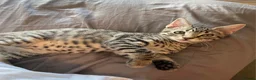 Mixed Breed cats for sale: Bengali kitten - Advert 1