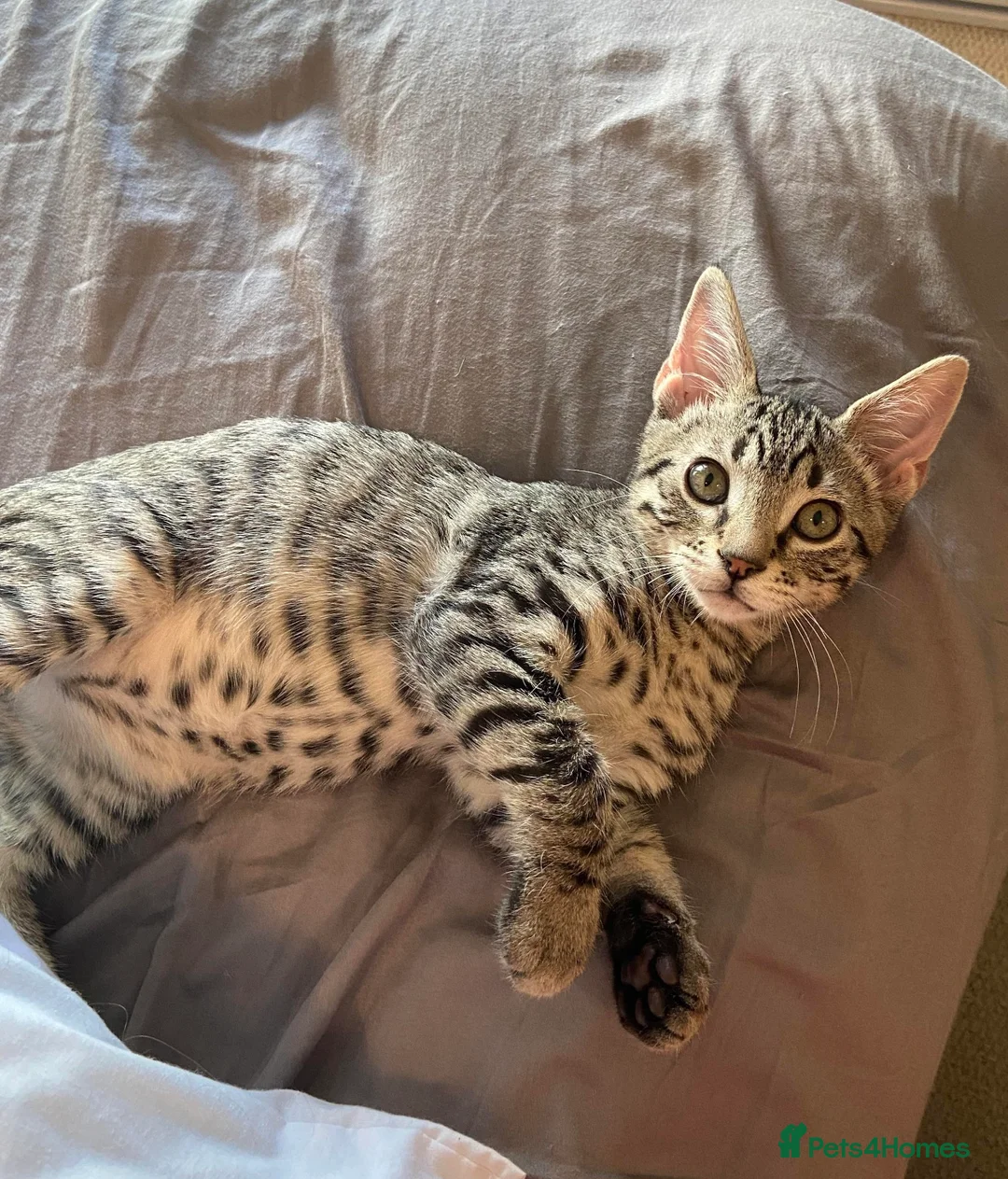 Mixed Breed cats for sale: Bengali kitten - Advert 1