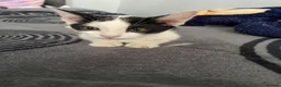 Mixed Breed cats for sale: 4 beautiful kittens! - Advert 8