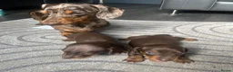 Miniature Dachshund dogs for sale: 2 absolute stunning chocolate and tan boys - Advert 5