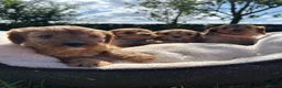 Cavapoo dogs for sale: Cavapoos🐶🥰 - Advert 4