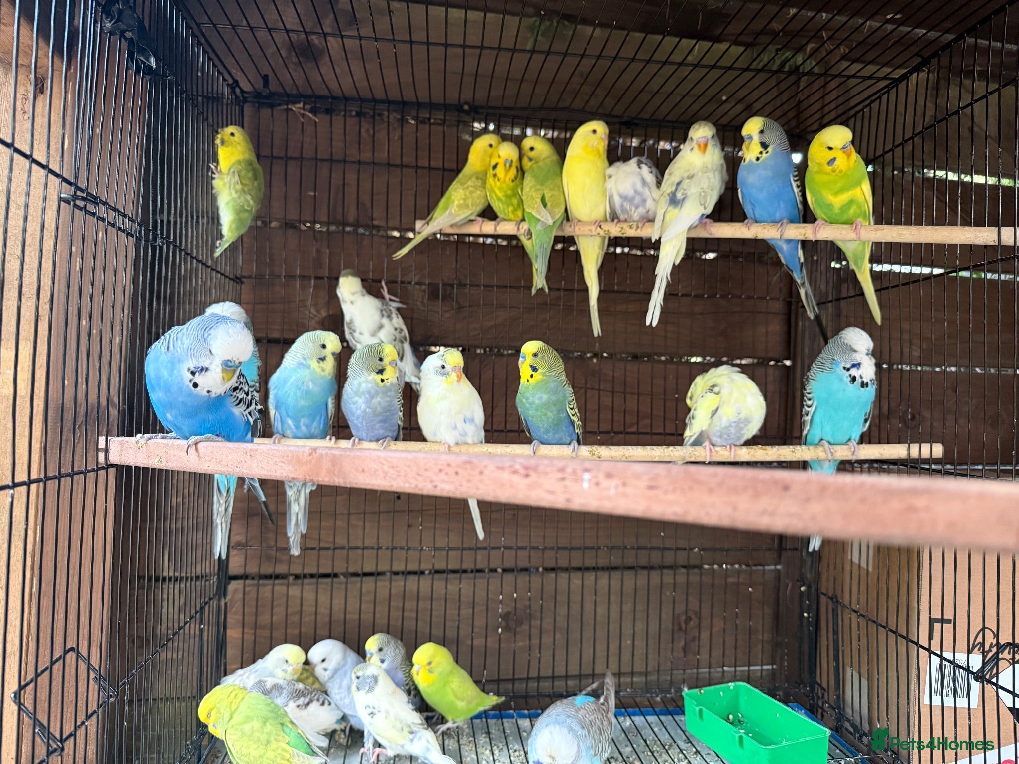 Budgerigars birds Budgies for sale  - Advert 1