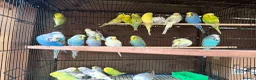 Budgerigars birds for sale: Budgies for sale  - Advert 1