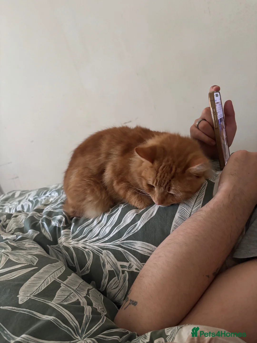 Mixed Breed cats for sale: Ginger cat  in Corby - Advert 1
