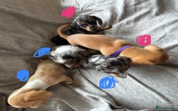 Miniature Dachshund dogs for sale: 5 beautiful miniature dachshunds for sale - Image 15