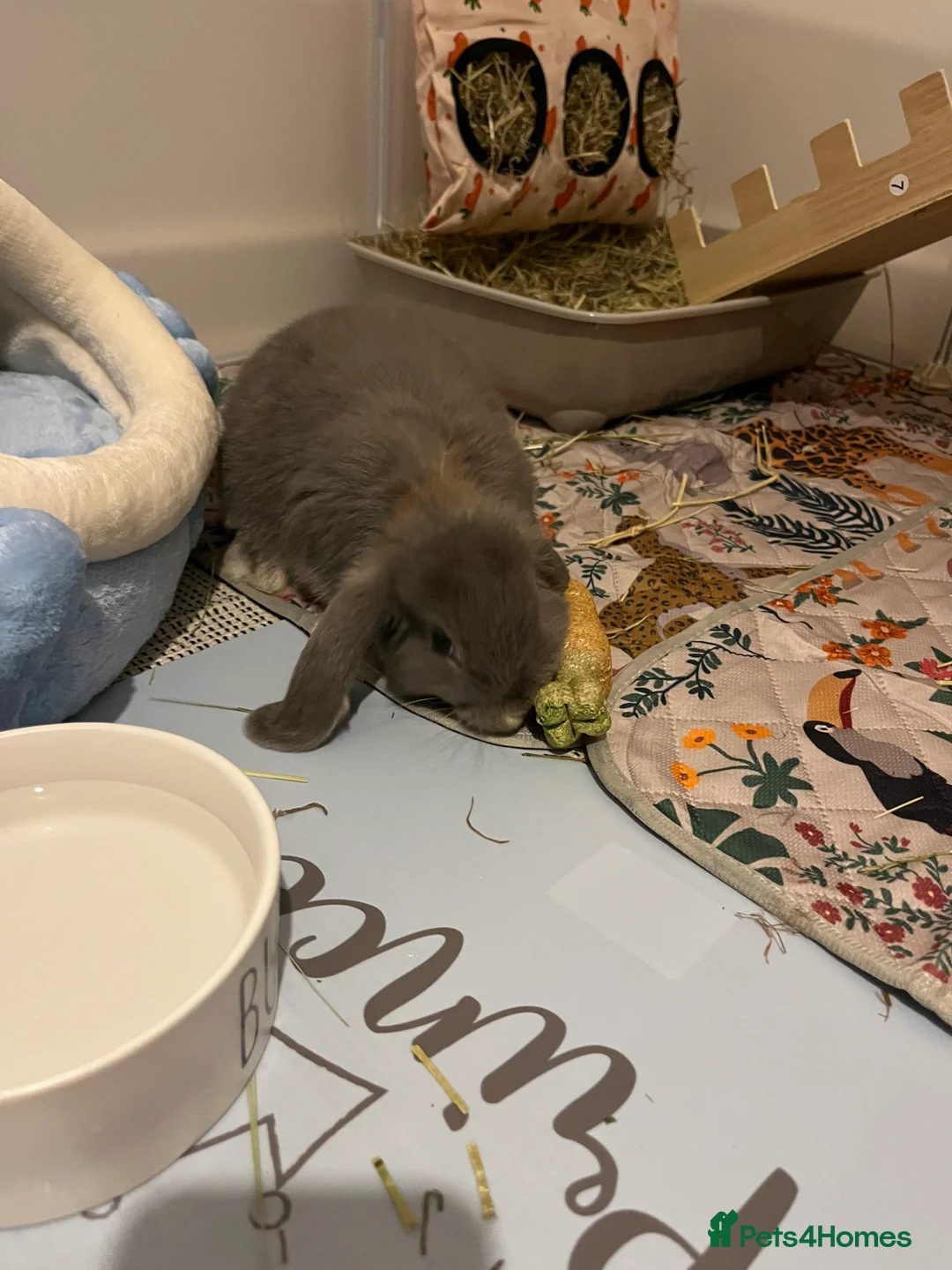 Mini Lop rabbits for sale: Gorgeous mini lop blue doe - Advert 6