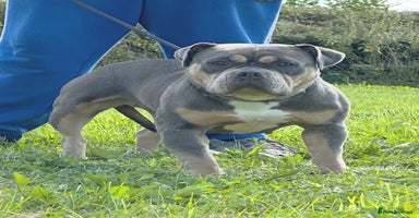 American Bully dogs - Advert 3