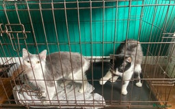 British Shorthair cats for sale: 2 female cats not neutered  - Image 1