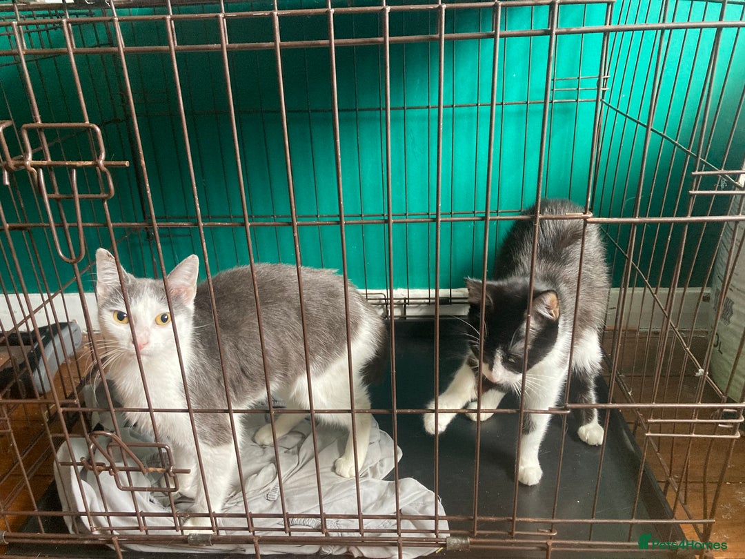 British Shorthair cats for sale: 2 female cats not neutered  - Image 1