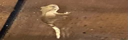 Gecko reptiles for sale: Baby Crested Gecko and Full set up - Advert 4