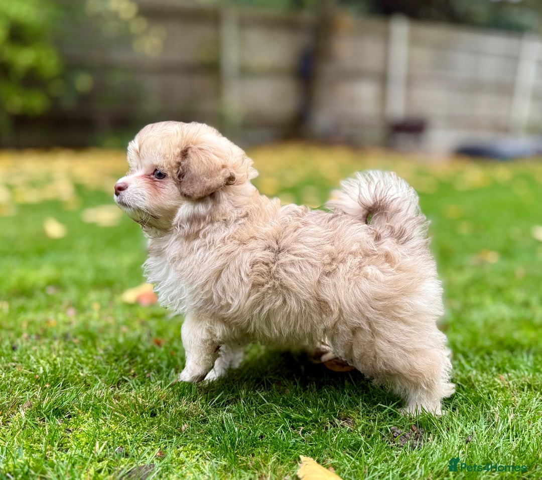 Mixed Breed dogs for sale: Gorgeous Pomapoos Female ready. Vaccinated Chipped - Advert 2