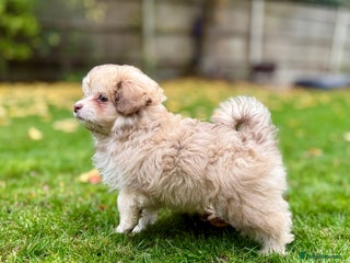 Mixed Breed dogs Gorgeous Pomapoos Female ready. Vaccinated Chipped - Advert 5