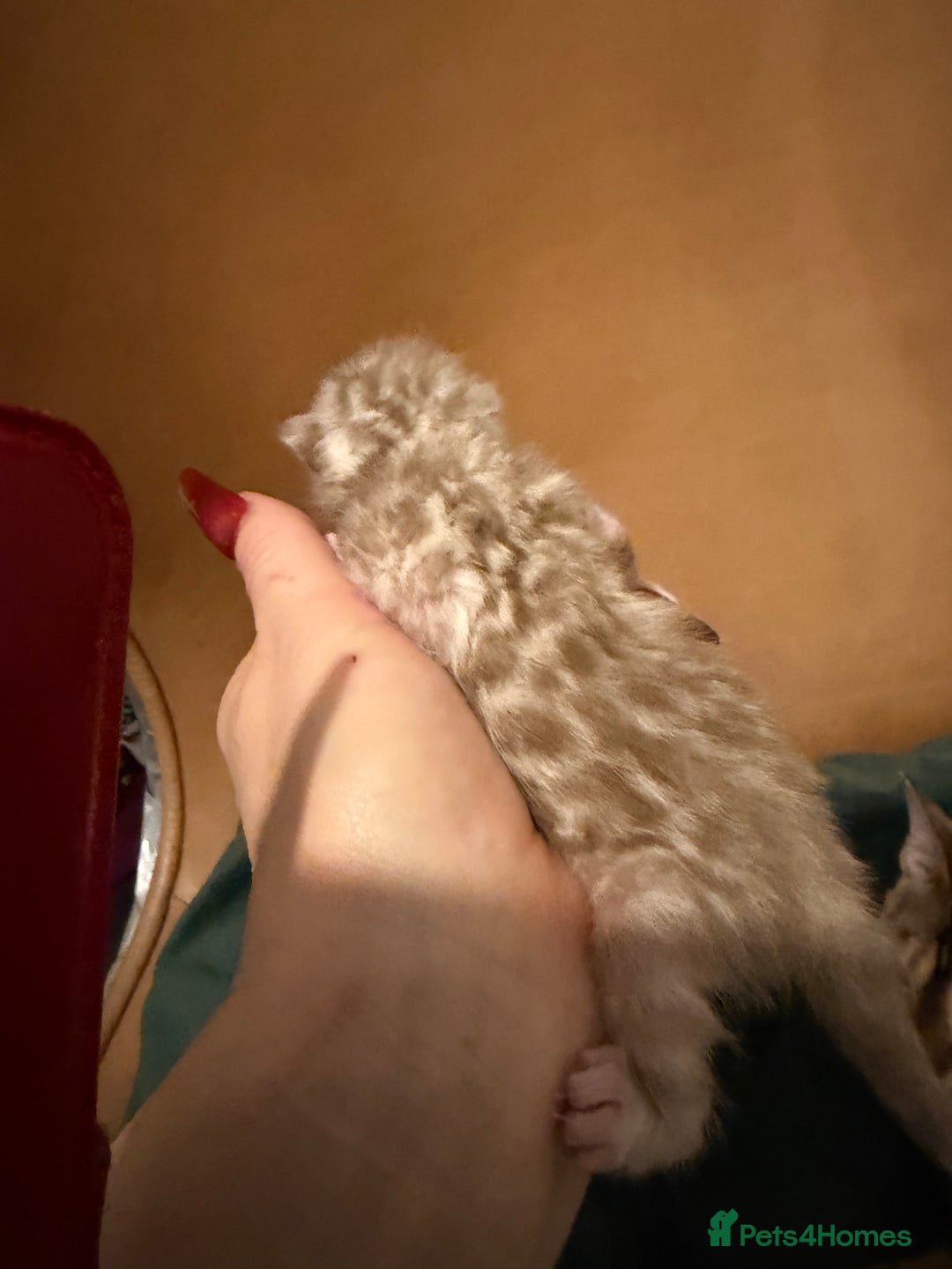 Bengal cats for sale: Snow Bengal Kittens, TICA Registered Pet only! - Advert 4