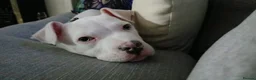 American Bull Staffy dogs for sale: Diamond  in Bristol - Advert 5