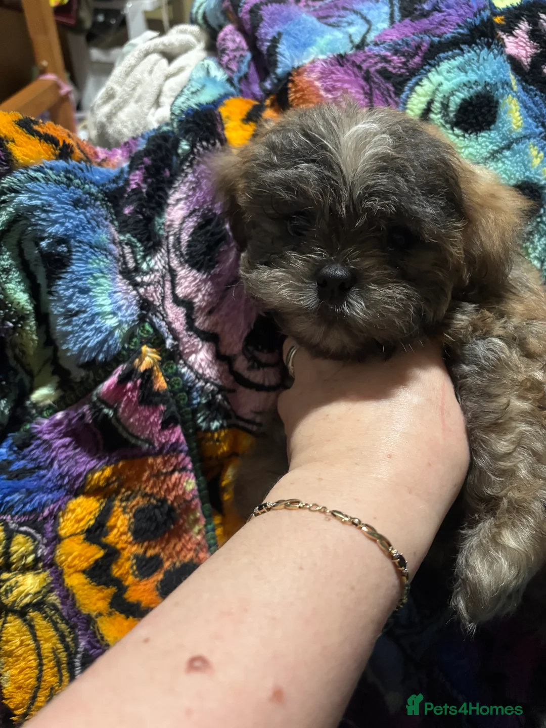 Shih Tzu dogs for sale: Adorable Puppies Looking for Their Forever Homes  - Advert 18