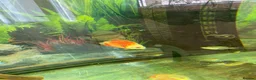 Discus fish for sale: 9 Discuss fish - Advert 3
