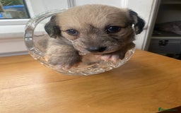 Mixed Breed dogs for sale: Doxie - chon puppies for sale - Image 15