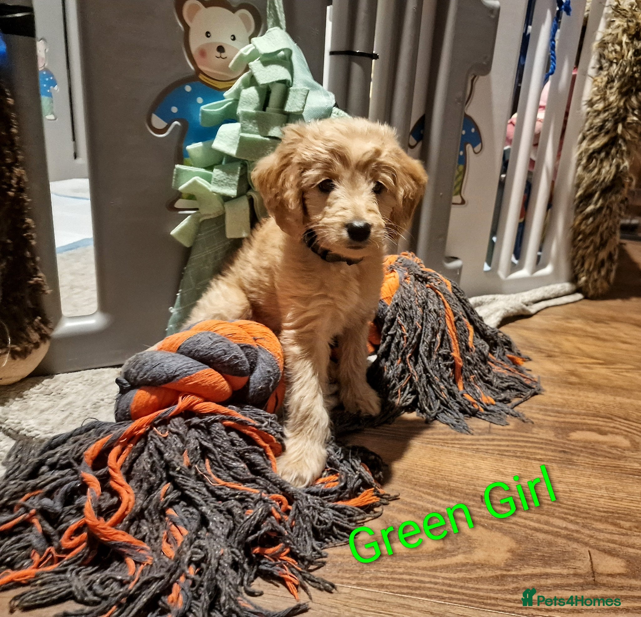 Mini Goldendoodle dogs Miniature Goldendoodle Puppy F1B - Advert 2