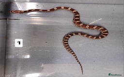 Corn Snake reptiles for sale: Corn Snake Hatchling's  - Image 12