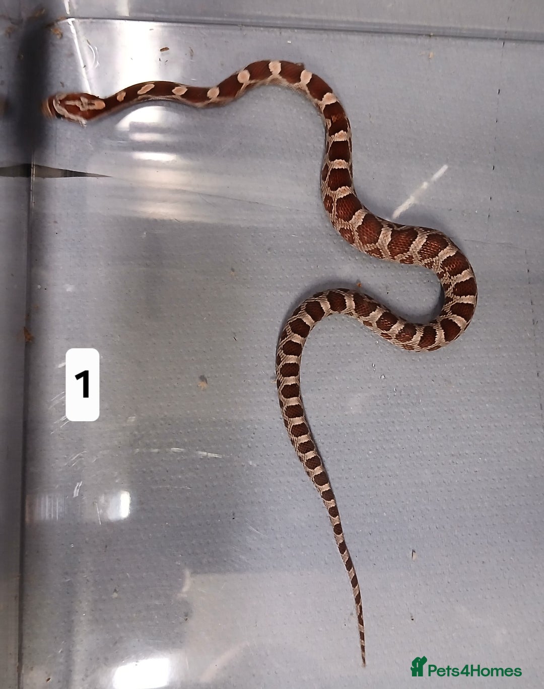 Corn Snake reptiles for sale: Corn Snake Hatchling's  - Image 12