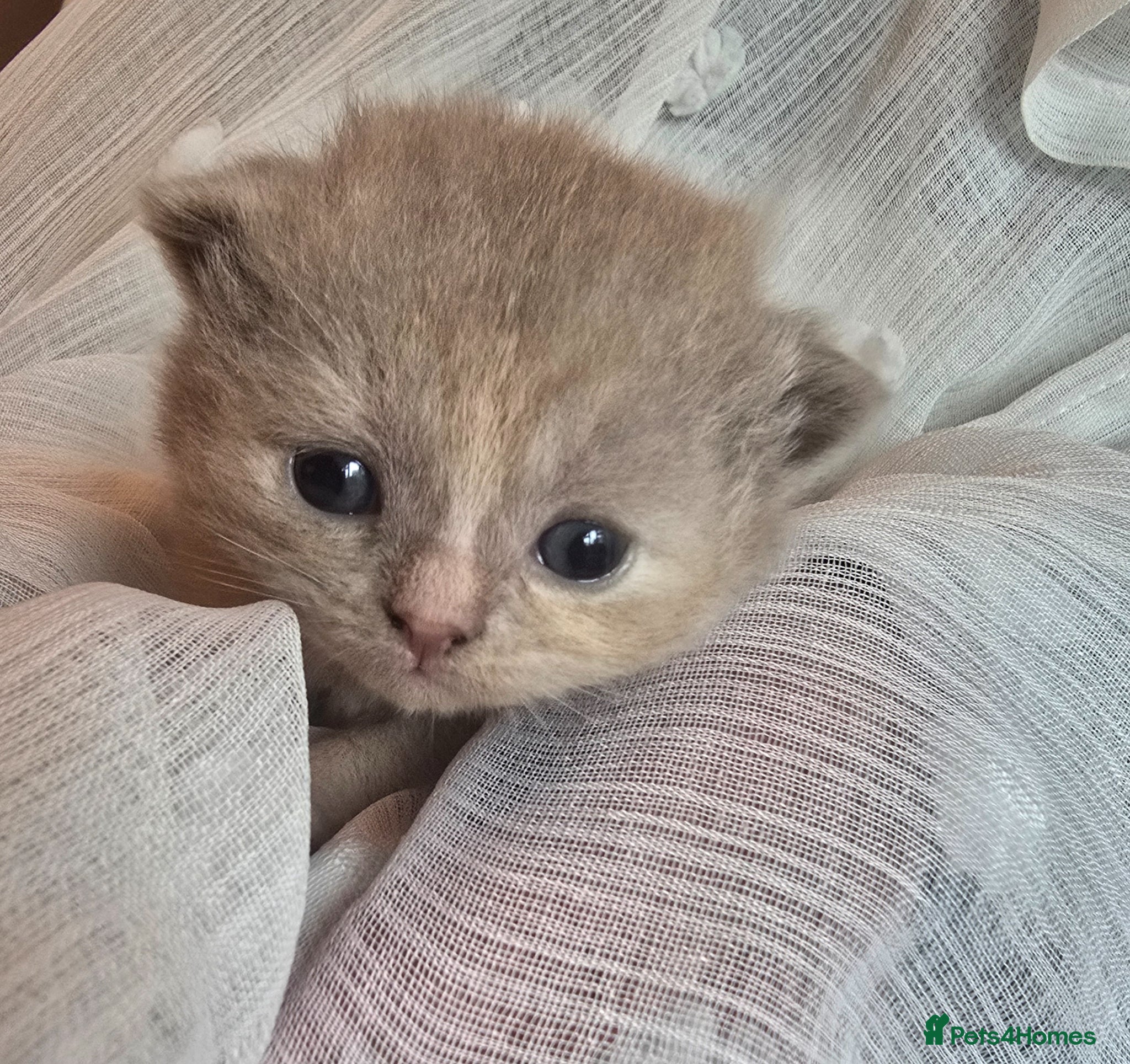 British Shorthair cats Beautiful kittens looking forever home 🏡 😍  - Advert 2