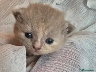 British Shorthair cats Beautiful kittens looking forever home 🏡 😍 - Advert 2