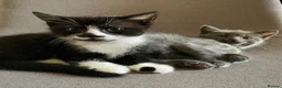 Mixed Breed cats for sale: Ragdoll mix mother 4 kittens - Advert 14