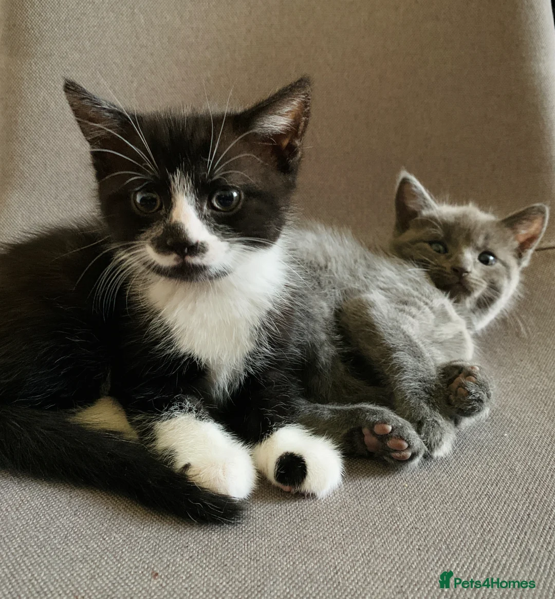 Mixed Breed cats for sale: Ragdoll mix mother 4 kittens - Advert 14