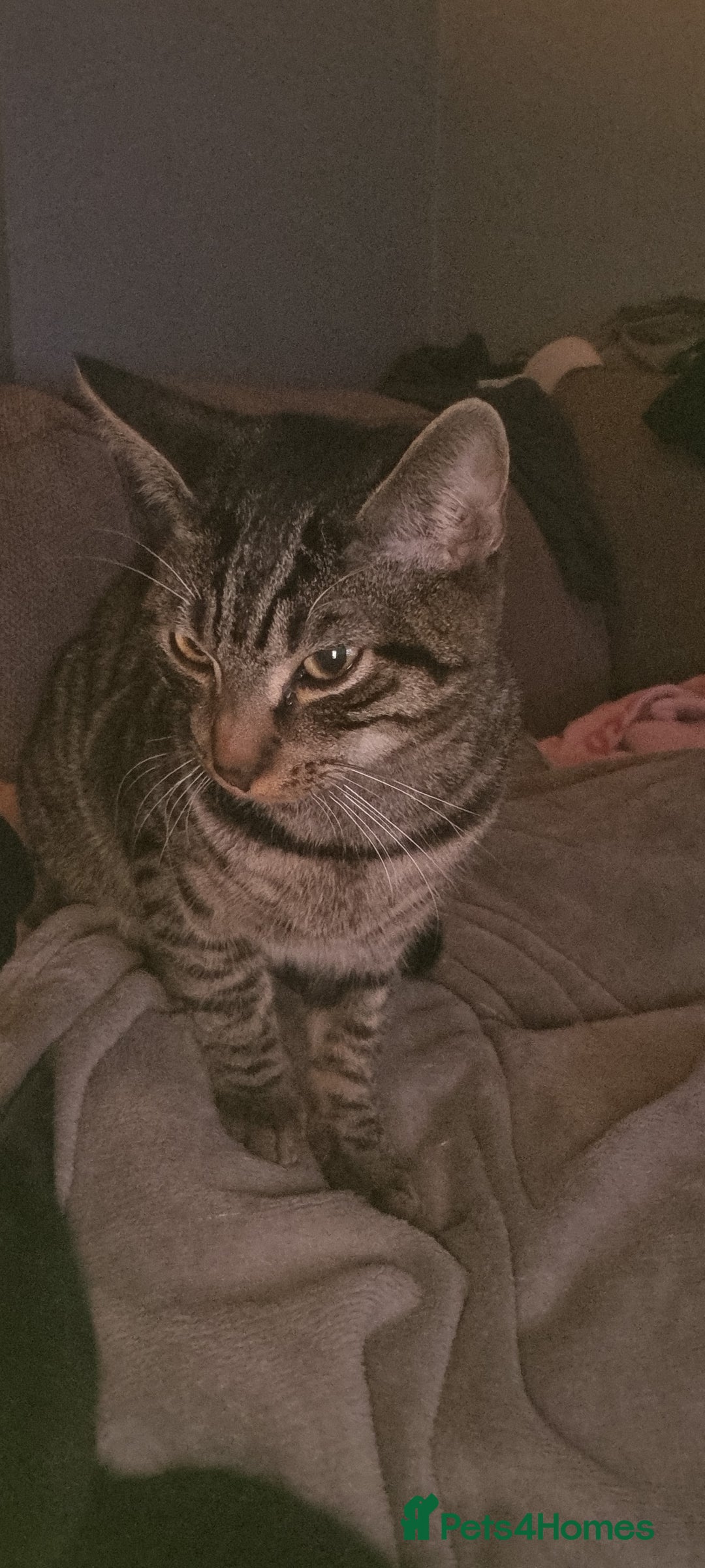 Domestic Shorthair cats for sale: Tabby cat  - Image 2
