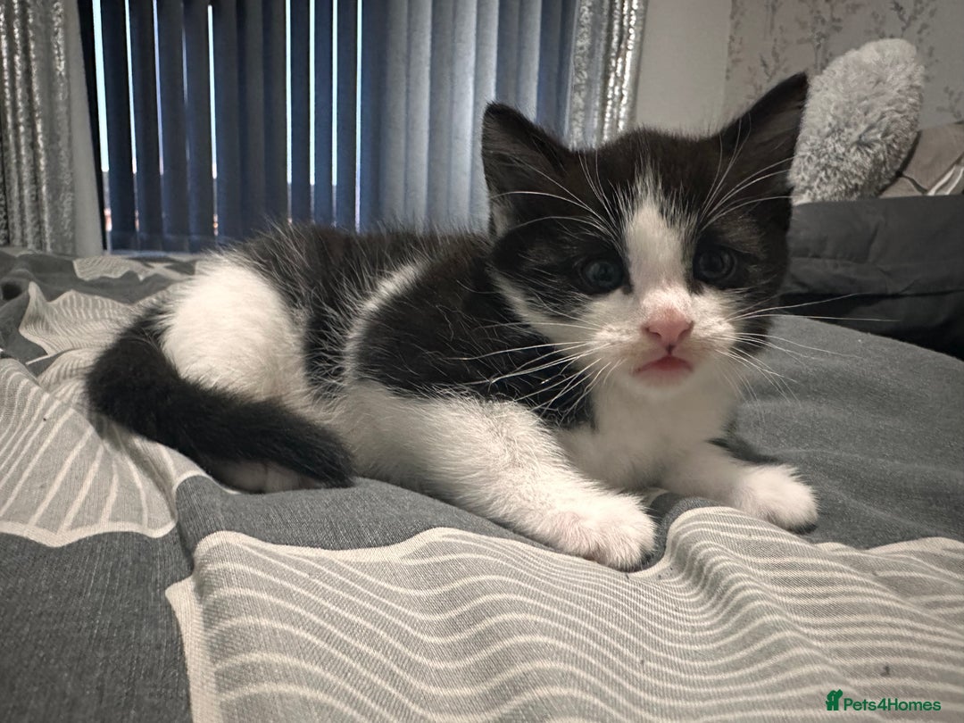 Mixed Breed cats for sale: Two Adorable Kittens Ready For New Home - Advert 16