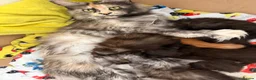 Maine Coon cats for sale: Maine coon 🧡🖤🩶 ready to leave - Advert 3