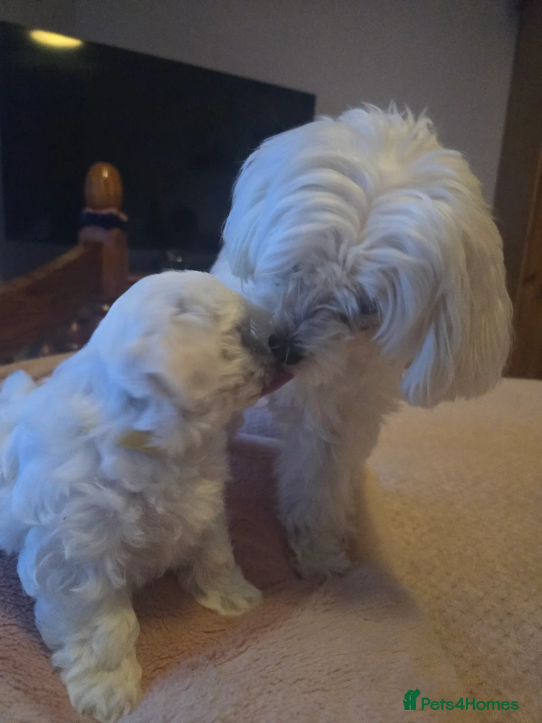 Maltese dogs for sale: 3 fluffy and lovely maltese girls for sale - Advert 9