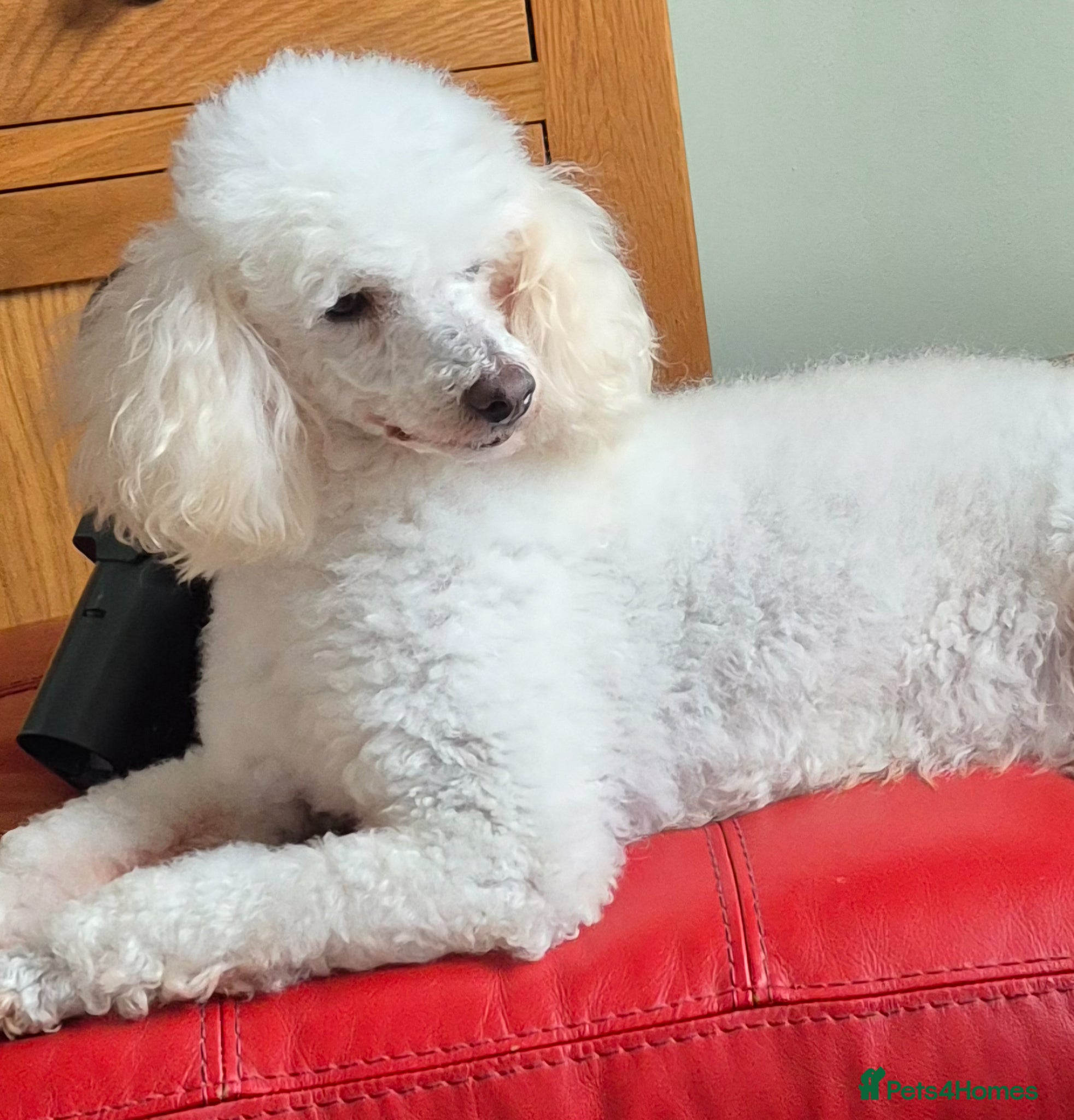 Cavapoo dogs Beautiful F1 Cavapoo puppies - Advert 1