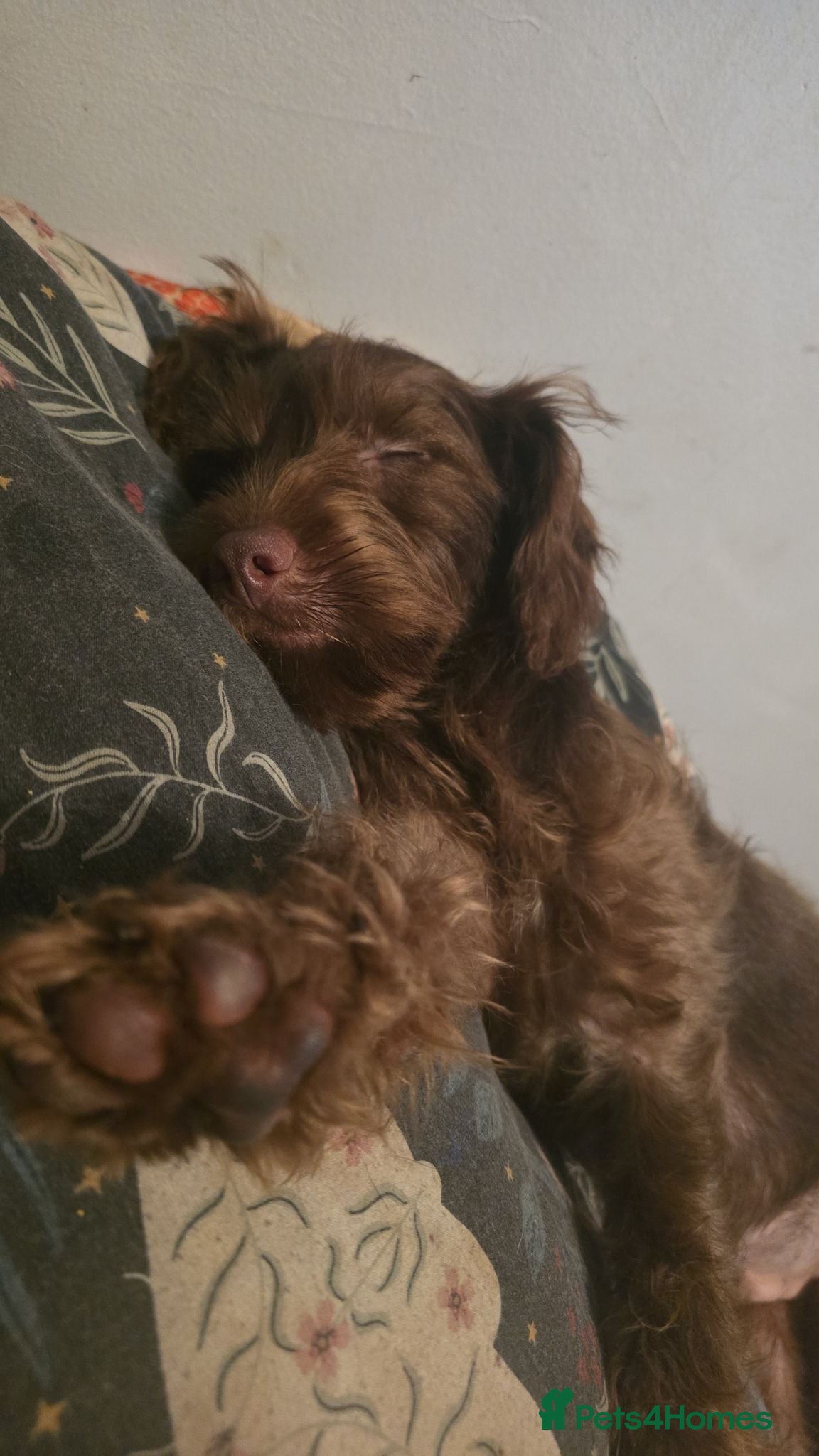 Mixed Breed dogs 18 week cocker teckle  - Advert 1