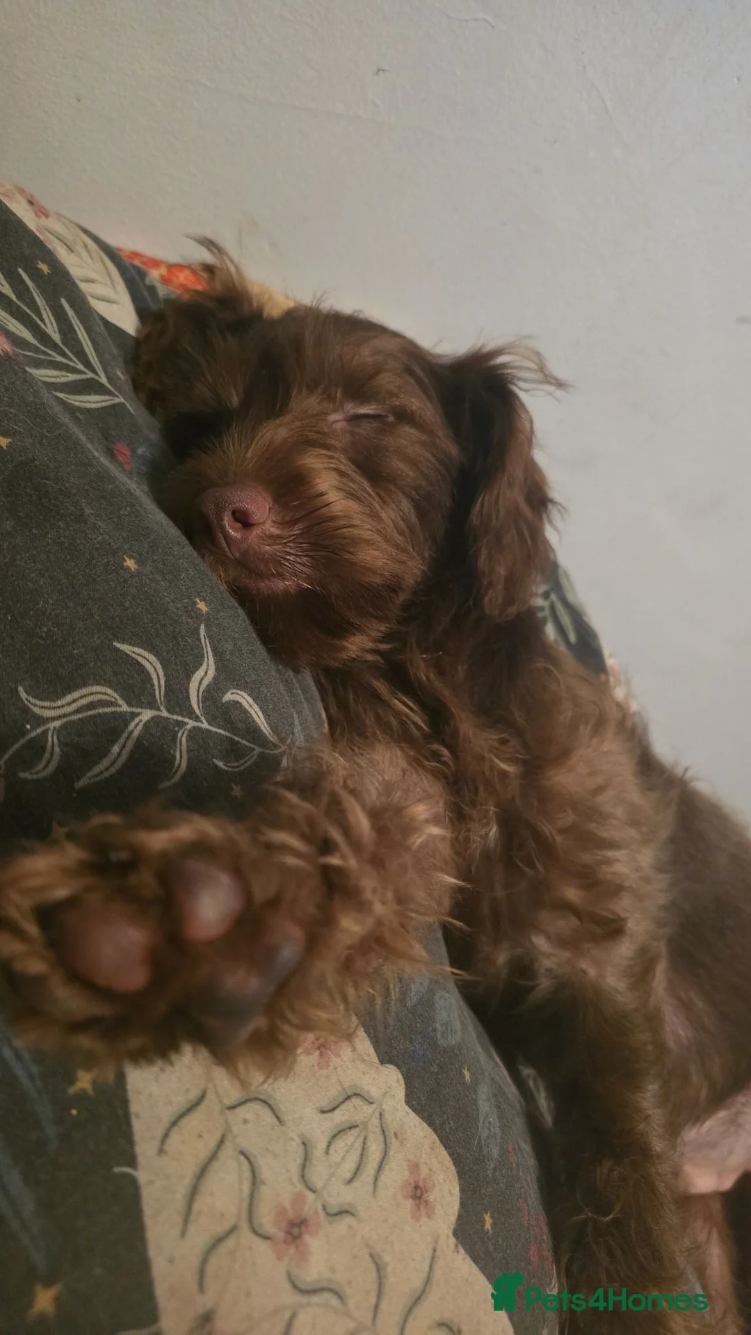 Mixed Breed dogs for sale: 18 week cocker teckle  - Advert 1