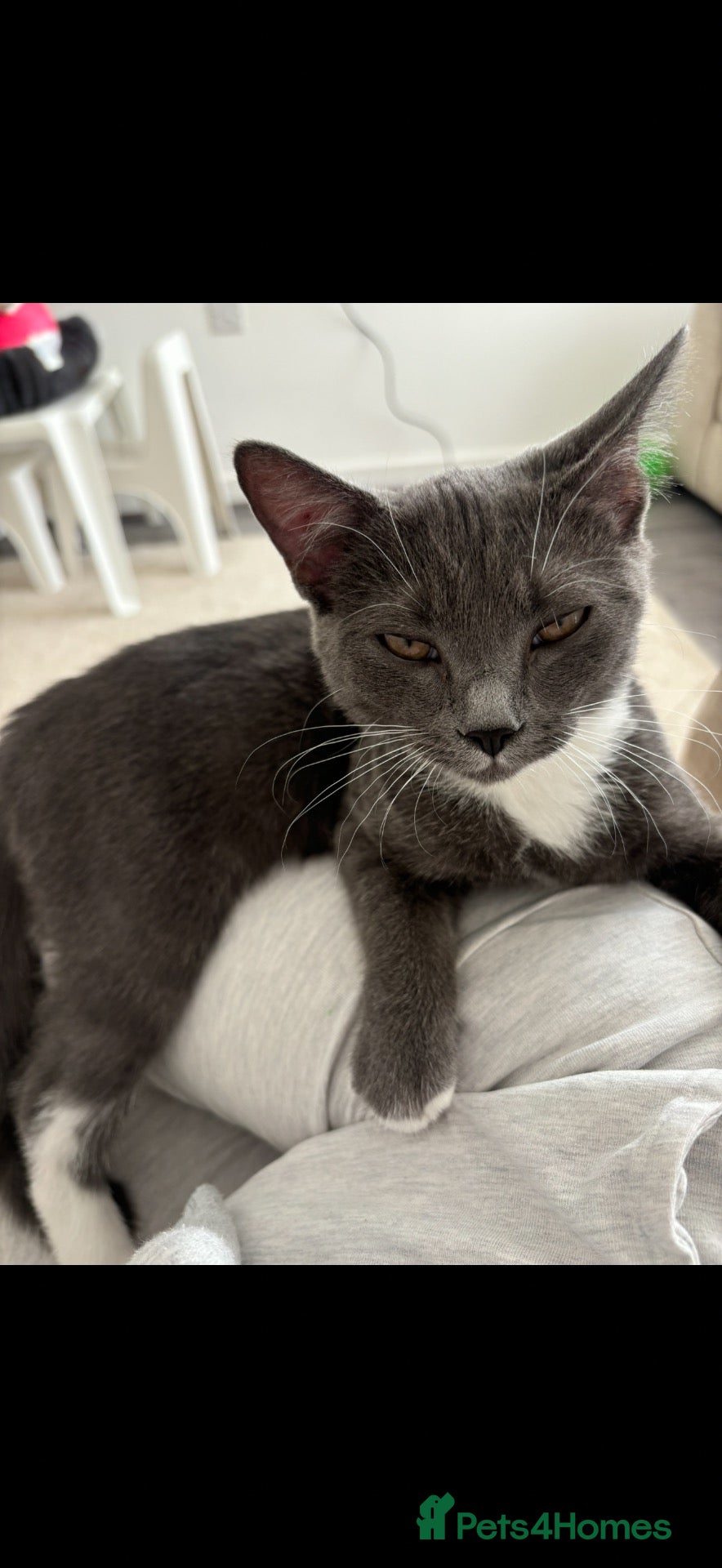 Domestic Shorthair cats 5 kittens for sale. - Advert 3