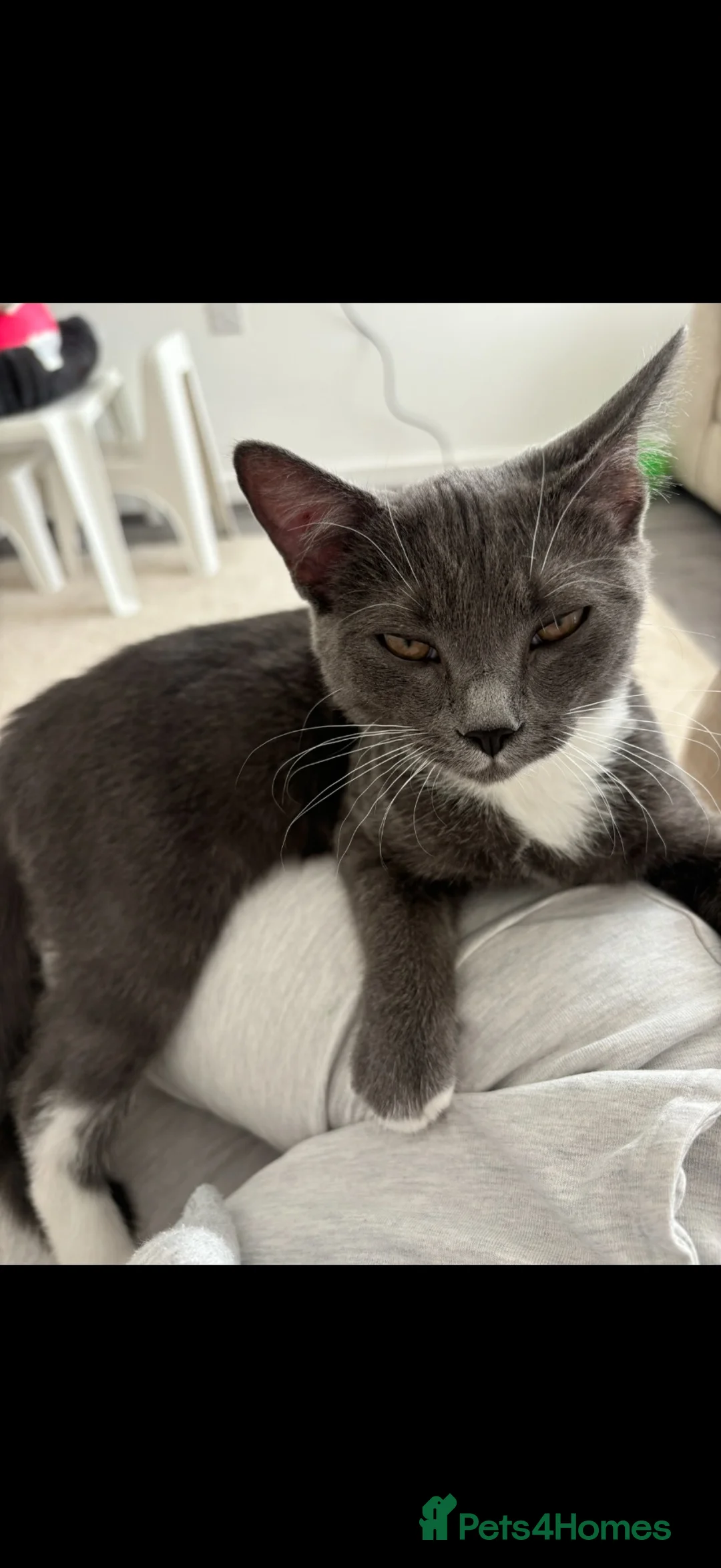 Domestic Shorthair cats for sale: 5 kittens for sale. - Advert 1