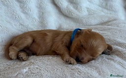 Cavapoo dogs for sale: Beautiful Red F1b Cavapoo Puppies - Image 6