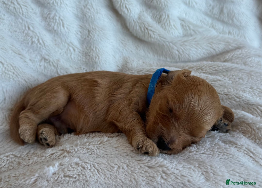 Cavapoo dogs for sale: Beautiful Red F1b Cavapoo Puppies - Image 6
