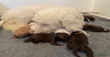 Mixed Breed dogs - Advert 7