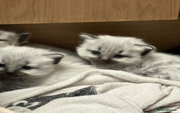 Maine Coon cats for sale: 4 Main Coon cross Ragdoll - Image 5