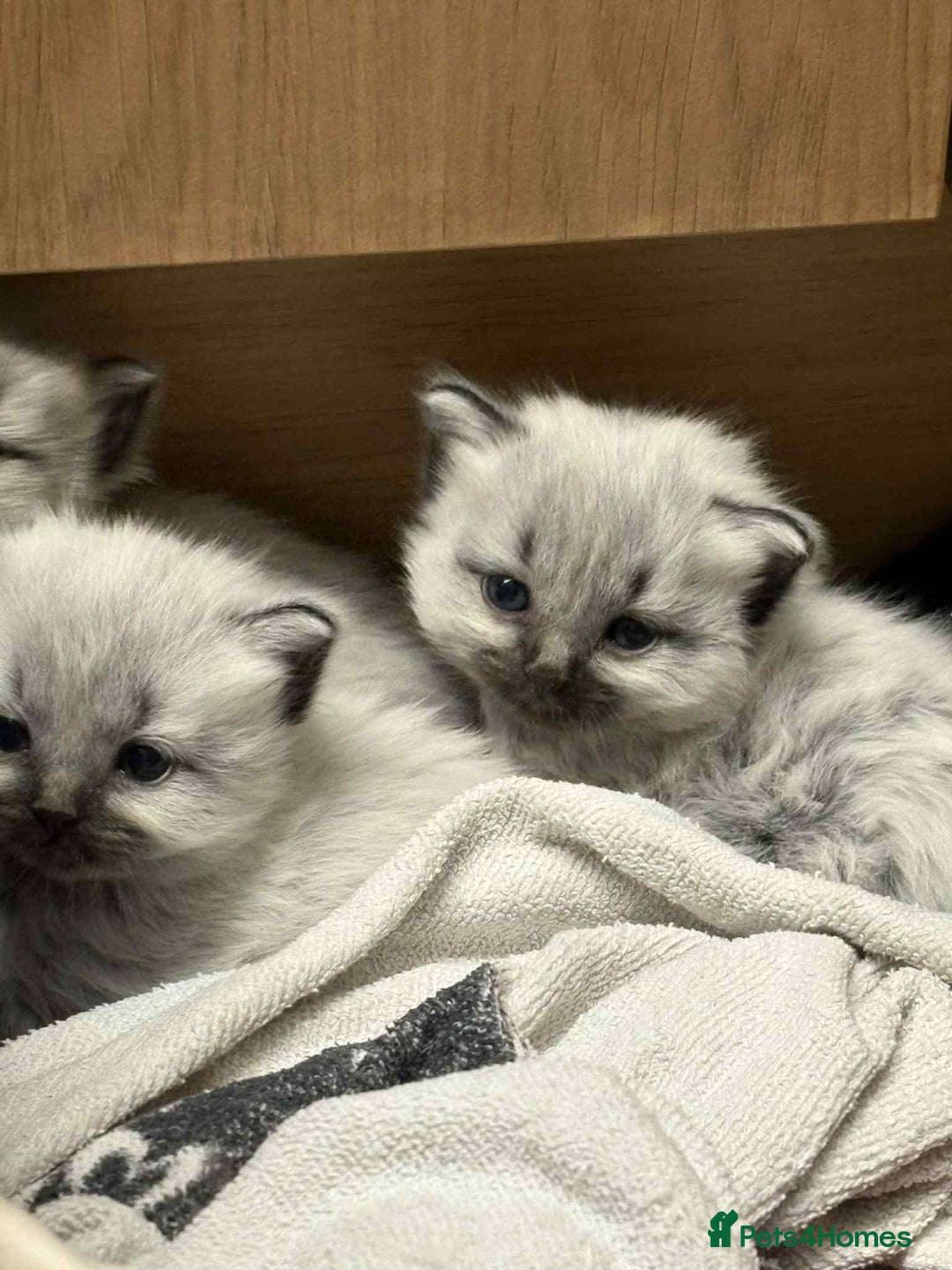Maine Coon cats for sale: 4 Main Coon cross Ragdoll - Image 5