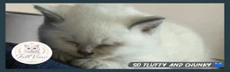 British Shorthair cats for sale: GCCF Pedigree British shorthair kittens  - Advert 21