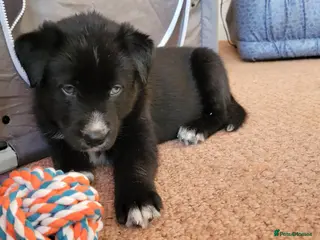 Mixed Breed dogs Husky Cross Puppies - Advert 7