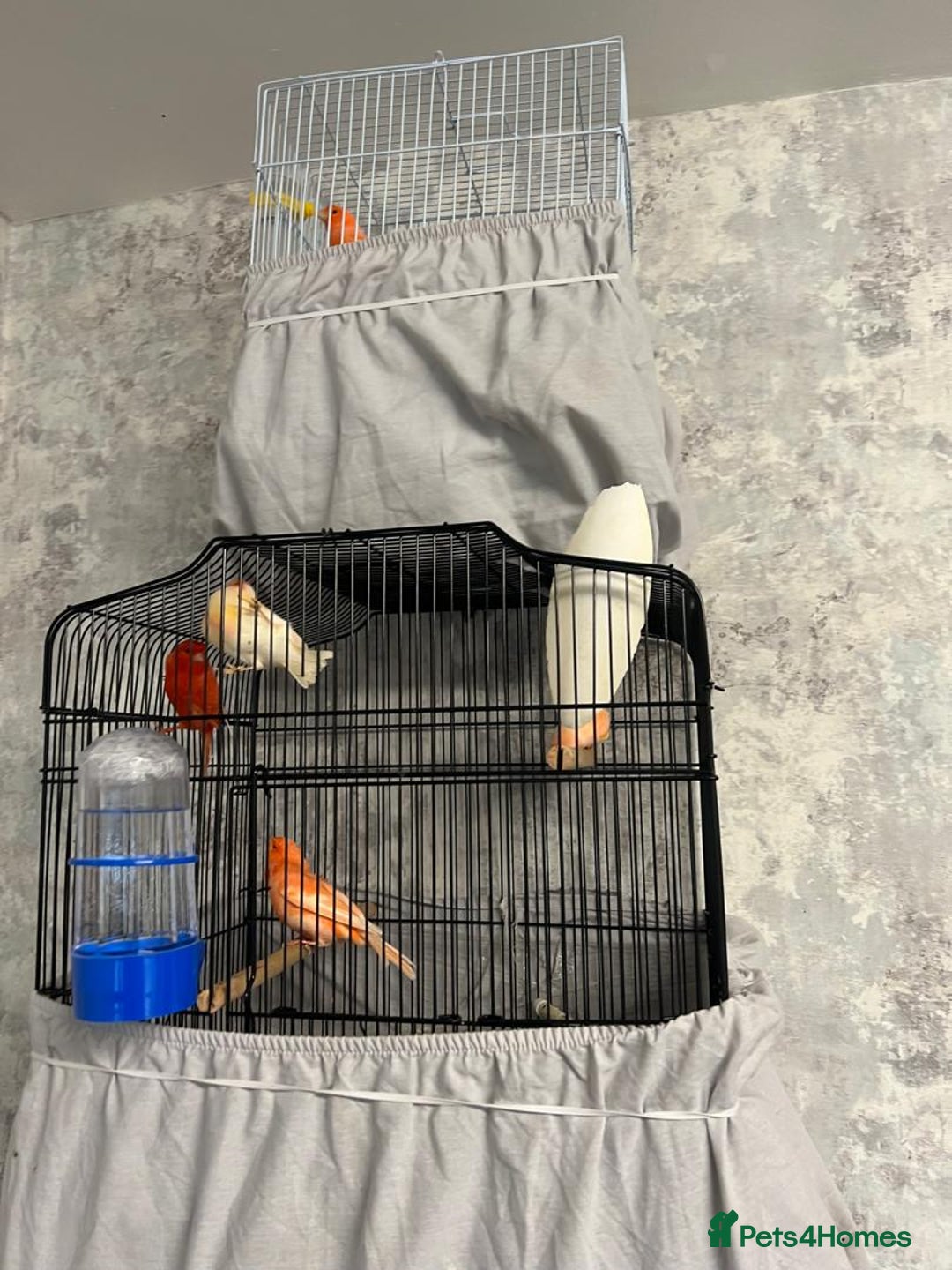 Mixed Breed birds for sale: Canaries - Advert 4