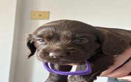 Cocker Spaniel dogs for sale: KC Pedigree Working Cocker Spaniel Puppies - Image 7