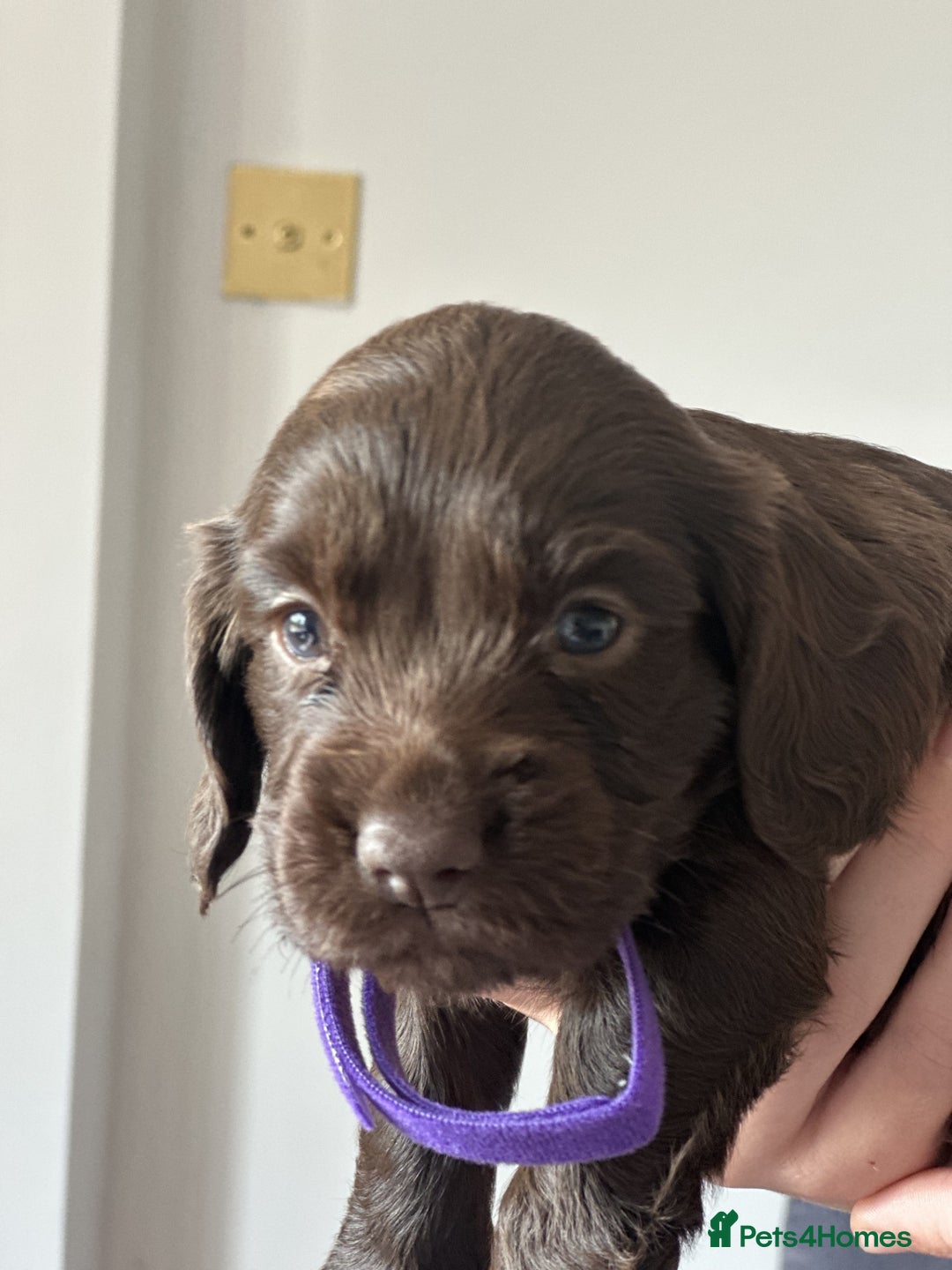 Cocker Spaniel dogs for sale: KC Pedigree Working Cocker Spaniel Puppies - Image 7