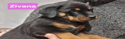 Rottweiler dogs for sale: ONLY 1 BOY LEFT Champion Bloodline KC Rottweilers - Advert 11