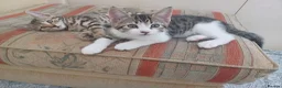 Mixed Breed cats for sale: Gorgeous Toyger Tabbies for Sale  - Advert 10